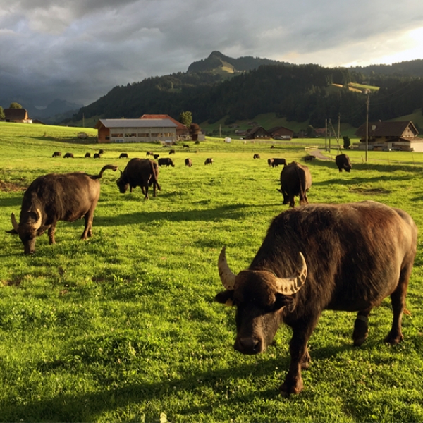 Excursion en hélicoptère à la ferme du buffle d’eau